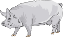 Mammal Clipart
