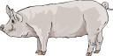 Mammal Clipart