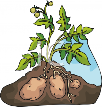 Potato Clipart