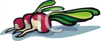 Radish Clipart