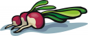 Radish Clipart