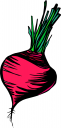 Radish Clipart