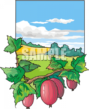 Radish Clipart