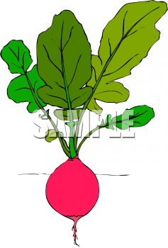 Radish Clipart