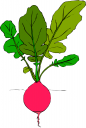 Radish Clipart