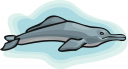 Dolphin Clipart