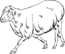 Mammal Clipart