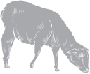 Mammal Clipart