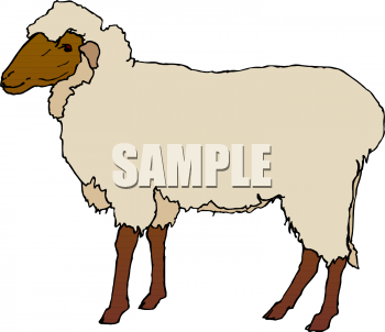 sheep clipart