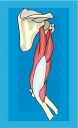 Anatomy Clipart