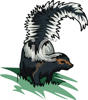 Skunk Clipart