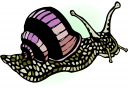 Bug Clipart