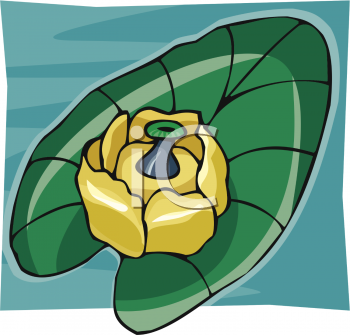 Lily Clipart