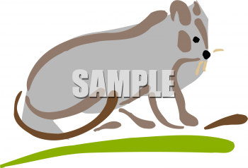 Squirrel Clipart