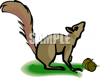 Squirrel Clipart