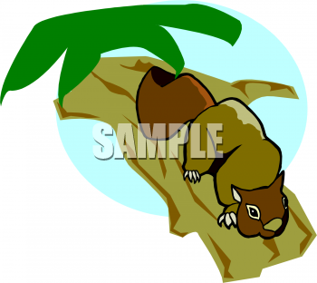 Squirrel Clipart