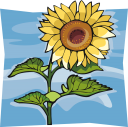 Sunflower Clipart