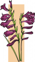 Lily Clipart