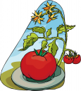 Tomato Clipart