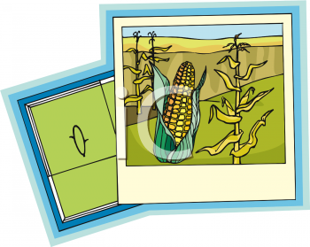 Corn Clipart