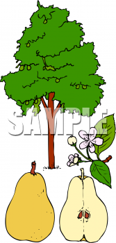 Pear Clipart