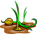 Turnip Clipart