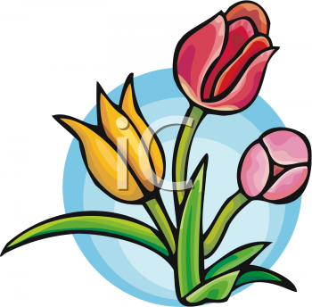 Tulip Clipart