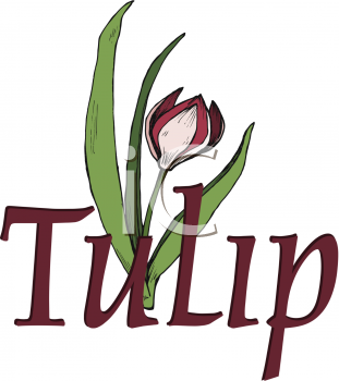 Tulip Clipart