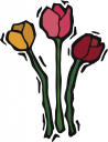 Tulip Clipart