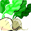 Turnip Clipart