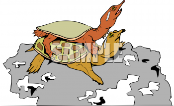 Turtle Clipart