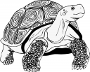 Turtle Clipart