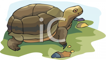 Tortoise Clipart