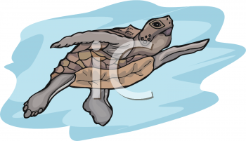 Tortoise Clipart