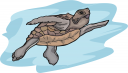 Turtle Clipart