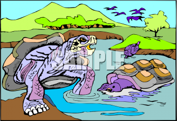 Turtle Clipart