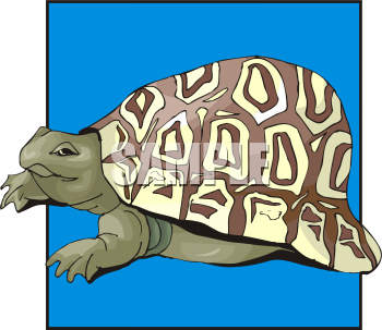 Turtle Clipart