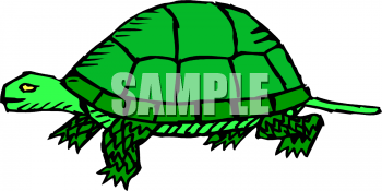Turtle Clipart