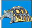 Tortoise Clipart