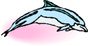 Dolphin Clipart