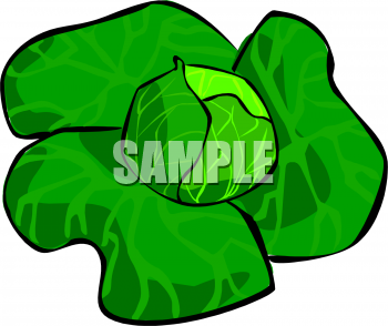 Lettuce Clipart