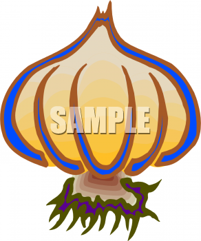 Turnip Clipart