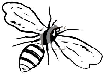 Bug Clipart