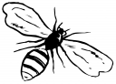 Bug Clipart