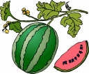 Watermelon Clipart