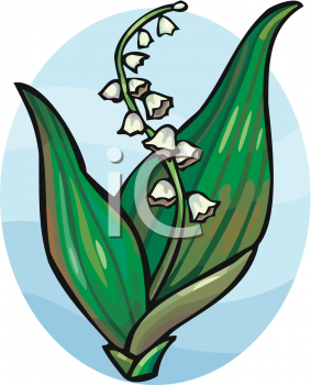Lily Clipart