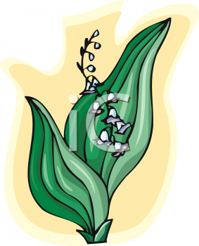 Lily Clipart