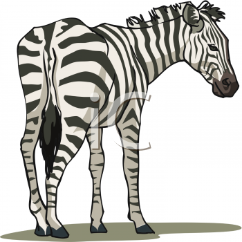 free clip art zebra. Royalty Free Zebra Clipart
