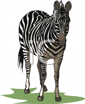 Zebra Clipart