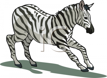 Zebra Clipart